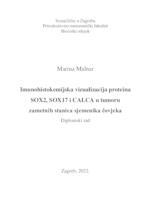 prikaz prve stranice dokumenta Imunohistokemijska vizualizacija proteina SOX2, SOX17 i CALCA u tumoru zametnih stanica sjemenika čovjeka