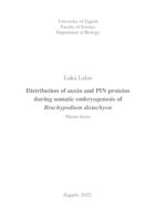 prikaz prve stranice dokumenta Distribution of auxin and PIN proteins during somatic embryogenesis of Brachypodium distachyon