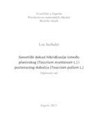 prikaz prve stranice dokumenta Genetički dokazi hibridizacije između planinskog (Teucrium montanum L.) i pustenastog dubačca (Teucrium polium L.)